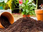 Nhà đẹp - Thay chậu mà dùng 4 loại đất này, hoa ngày càng còi, bón phân tiền triệu cây vẫn chết