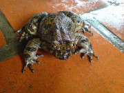 Đặc sản thơm ngon hiếm có ở Lạng Sơn, xưa ít người biết tới, giờ muốn thưởng thức phải đặt trước mới có, 700.000 đồng/kg