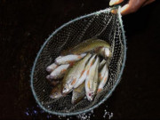 Xem ăn chơi - Loại cá “đắt giá” nhất Yên Bái bắt được bao nhiêu bán hết sạch bấy nhiêu