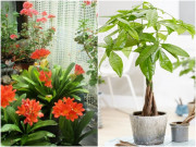 Nhà đẹp - Đặt đúng 3 loại cây này, vừa gọn nhà phố vừa vượng tài