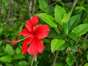 Xem ăn chơi - Loại cây trồng làm hàng rào tưởng không ăn được, đem nấu canh thành đặc sản chỉ có ở Ninh Bình