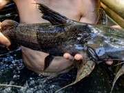 Tiêu dùng - Loài cá có tên gọi lạ, xưa giá rẻ giờ thành đặc sản cực ngọt và ngon trong nhà hàng nổi tiếng, 600.000 đồng/kg