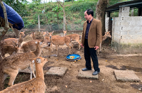 Mô hình nuôi hươu sao mang triển vọng phát triển kinh tế cao.