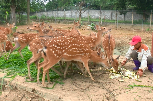 Trang trại nuôi hươu sao của anh Hiên.