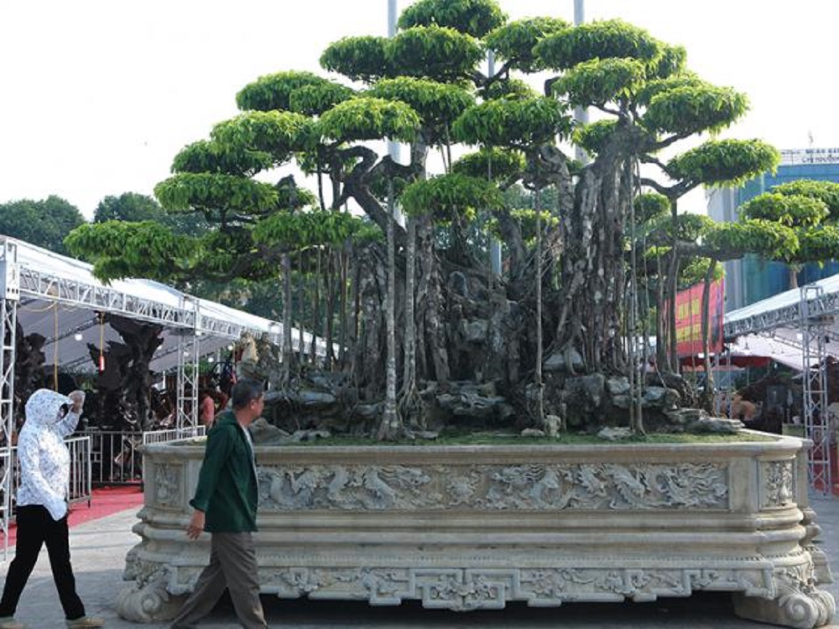 3 cây cảnh tiền tỷ hiếm có, độc nhất vô nhị, có cây trả 100 tỷ không bán - 1