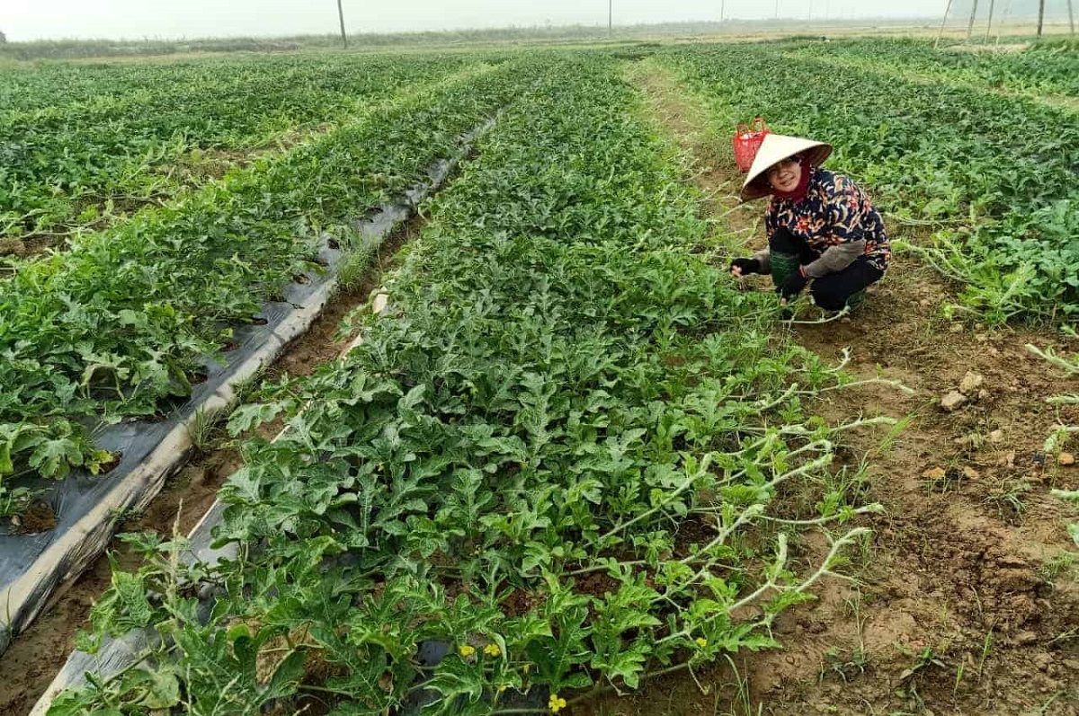 Loại quả hình dáng lạ lùng nhưng cực kỳ thân quen, nấu canh còn ngon hơn bầu, bí - 3