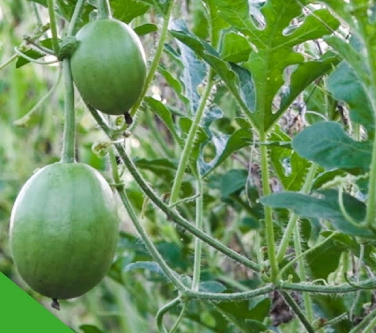 Loại quả hình dáng lạ lùng nhưng cực kỳ thân quen, nấu canh còn ngon hơn bầu, bí - 4