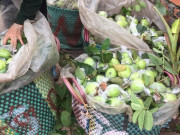 Loại quả xưa có đầy không ai ăn, giờ thành đặc sản nổi tiếng chị em thành phố thích mê, 35.000 đồng/kg