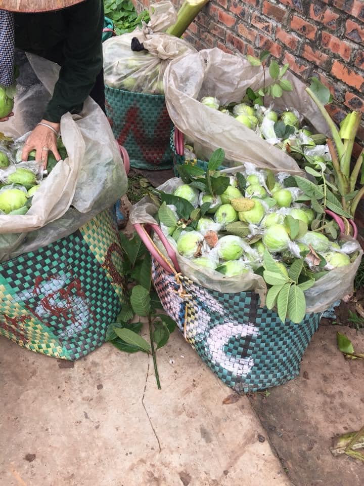 Ổi Thanh Hà là đặc sản nổi tiếng, được người dân thành phố săn lùng