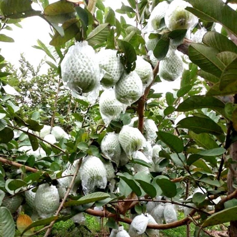 Ổi Thanh Hà có quanh năm, ngon ngọt, thơm hơn ổi trồng ở những nơi khác