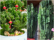 Nhà đẹp - 2 loại cây "xấu lạ” nhưng mang ý nghĩa tốt lành, càng sống lâu càng có giá