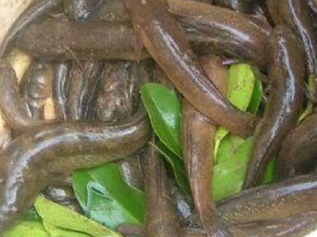 Loại cá bé tí xưa có đầy ở quê, giá rẻ bèo, nay thành đặc sản nổi tiếng được nhà hàng ưa chuộng, 200.000 đồng/kg