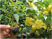 Nhà đẹp - Trên ban công có 3 loại cây này xin chúc mừng, chúng được ví như "con cưng" của Thần Tài