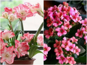 Nhà đẹp - 5 loại hoa có tính “ăn ngon”, tháng 9 bón nhiều phân sang đông hoa sẽ nở khắp cành