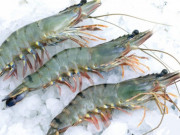 Bếp Eva - Tôm mua về cho ngay vào tủ lạnh bảo quản là sai lầm, nhớ rắc thêm thứ này tôm để vài tháng vẫn ngọt ngon