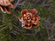 Xem ăn chơi - Loại hạt rụng đầy rừng không ai thèm nhặt, giờ là đặc sản “bổ dưỡng trường sinh” ở Sapa, 400.000 đồng/kg