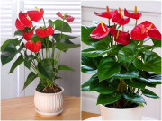 Nhà đẹp - Hồng môn bị vàng lá hầu hết do 5 điều này, làm đúng lá xanh như bôi mỡ, hoa đỏ rực