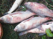 Xem ăn chơi - Loại cá xưa có đầy không ai ăn vì quá tanh, giờ thành đặc sản nổi tiếng được ưa chuộng đến lạ, 70.000 đồng/kg