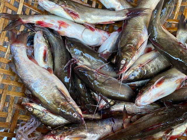 Loại cá xưa có đầy không ai ăn, giờ thành đặc sản được ưa chuộng vì đã thơm lại ngon, 200.000 đồng/kg