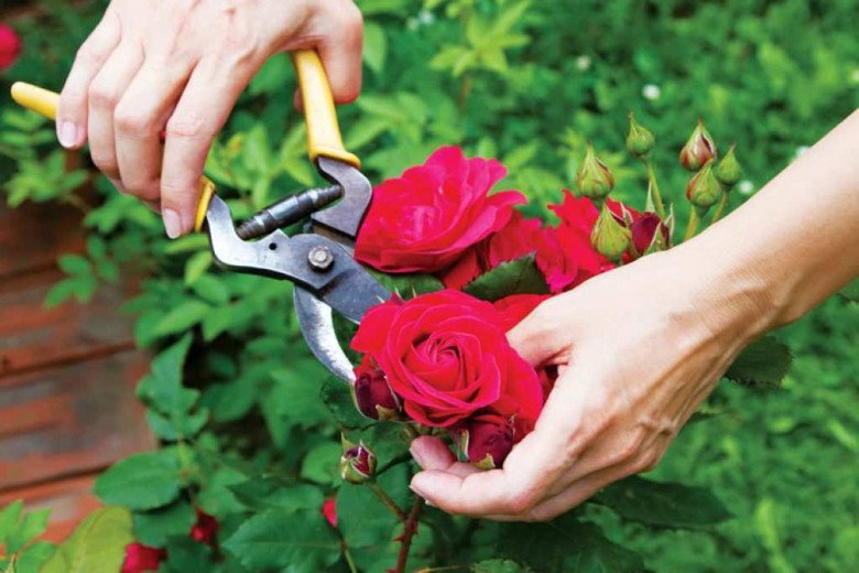 5 loại hoa nhất định phải cắt cành ngay bây giờ, nếu không sau mùa thu bạn sẽ hối hận - 3