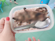 Tin tức - Bữa cơm trắng với thịt chuột được cho là của học sinh ở Quảng Nam làm "nổ" ra tranh cãi trên MXH