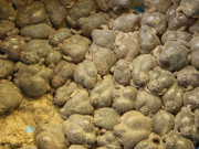 Đặc sản hiếm có khó tìm ở Ninh Thuận, mỗi năm chỉ có một lần, nhìn sợ khiếp vía nhưng vô cùng ngon ngọt