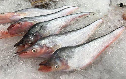 Cá trèn được biết đến là giống cá da trơn bắt nguồn từ châu Á, xuất hiện ở nhiều nơi như Ấn Độ, Bangladesh, Pakistan,…