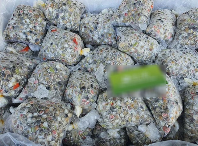 Chiếc chuyên cơ nhỏ bé được ví như chiếc amp; # 34; lucky havenamp; # 34; , chẳng ai thèm ăn, nay được nhiều người ưa chuộng vì ngon lạ lùng, 100.000 đồng / kg - 6