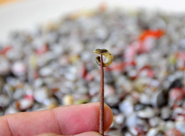 Chiếc chuyên cơ nhỏ bé được ví như chiếc amp; # 34; lucky havenamp; # 34; , trước đây không ai thèm ăn, nay được nhiều người ưa chuộng vì ngon lạ, 100.000 đồng / kg - 5