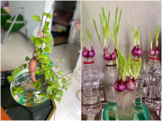 Nhà đẹp - Những loại củ chỉ cần nhúng vào nước sẽ có rau ăn quanh năm, càng cắt càng mọc nhiều