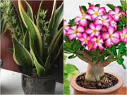 Nhà đẹp - 6 loại cây thích chen chúc, chậu càng nhỏ càng phát triển tốt, hoa nở liên tục