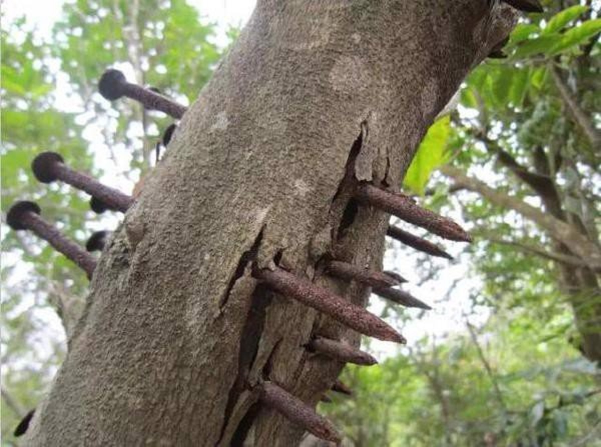 Loại gỗ đắt tiền có giá bạc tỷ / kg, cực tốt cho phong thủy, mang lại tài lộc, phú quý - 7