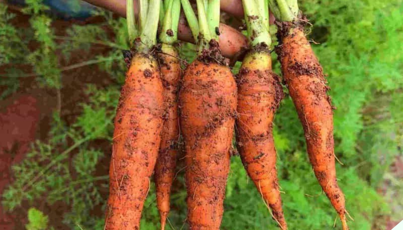 Cà rốt là nhân sâm của dân nghèo, nhưng nấu với 5 thứ này chẳng khác nào "thuốc độc", càng ăn càng rút ngắn tuổi thọ.