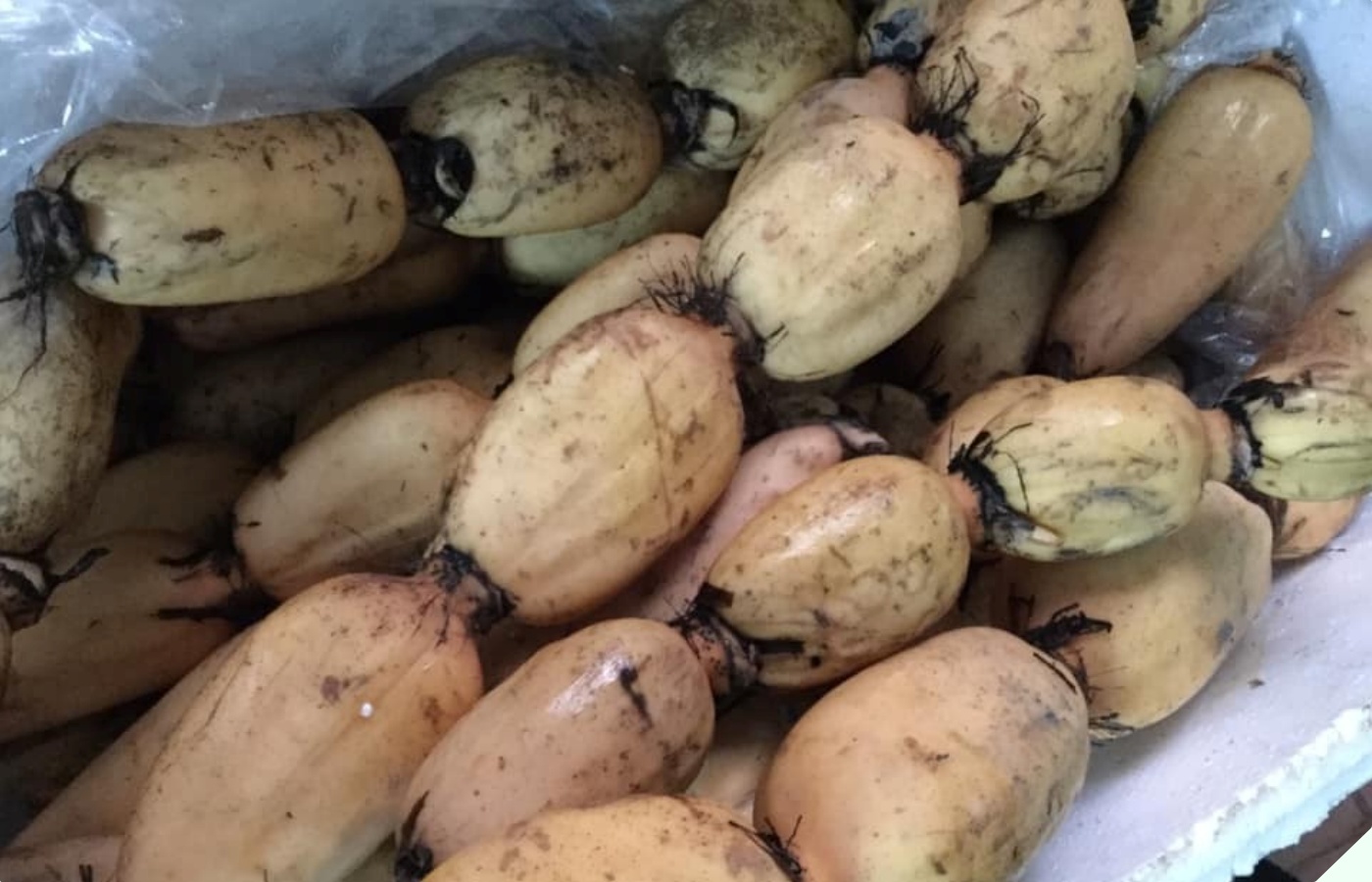 Đi chợ gặp 5 loại rau này hãy mua ngay vì rất sạch, ít bị phun thuốc trừ sâu bỏ lỡ thì thật đáng tiếc - 3