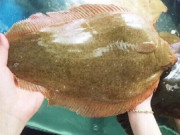 Xem ăn chơi - Loại cá xưa chẳng ai biết, giờ thành đặc sản vô cùng đắt đỏ trong nhà hàng, 1.000.000 đồng/kg