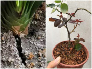 Nhà đẹp - Đất trồng hoa bị vón cục, cứ 10 ngày tưới loại nước này một lần sẽ xốp như bánh mỳ