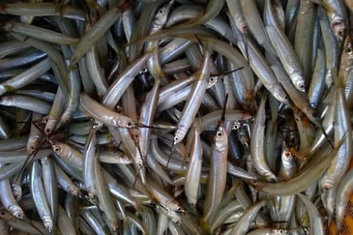 Cá kìm xuất hiện ở nhiều khu vực khác nhau.