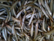 Xem ăn chơi - Loại cá có cái tên rất ngắn lại độc lạ, giờ thành đặc sản nổi tiếng được ưa chuộng rất nhiều, 170.000 đồng/kg