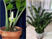 Nhà đẹp - Trồng kim tiền nhớ nguyên tắc “5 không”, lá nào cũng xanh bóng mướt, cây nhanh đâm chồi nảy lộc