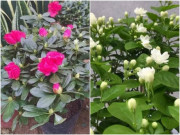 Nhà đẹp - Trời trở lạnh cho 3 loại hoa thêm chút "nước chua", lá xanh tươi, chồi non phát triển mạnh mẽ