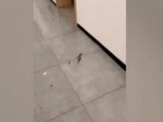 Clip Eva - Clip: Cá bơi trong căn hộ của người dân khi nước lũ tràn vào nhà