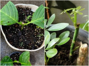 Nhà đẹp - Loại cây không cần tốn tiền mua, xin hàng xóm vài cành cắm vào đất cũng đâm chồi nảy lộc