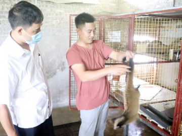 Nghề lạ ở Việt Nam: Nuôi loài lạ là đặc sản núi rừng, cho ăn hoa quả rẻ tiền, bán 2 triệu/kg thu tiền tỷ mỗi năm