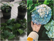 Nhà đẹp - 4 loại hoa ghét mọc quá cao, hãy cắt ngắn chúng, nếu không sẽ không bao giờ nở