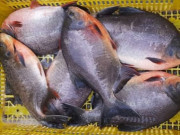Lifestyle - Loại cá biển xưa đầy không ai ăn, giờ thành đặc sản được chị em nội trợ ưa chuộng, 190.000 đồng/kg