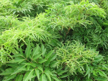 Lá đinh lăng có tác dụng gì? Uống nước lá đinh lăng hàng ngày có tốt ko?