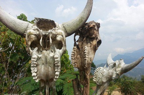 Nghĩa địa ấy tên sọ trâu, nằm cách xa khu dân cư, ngay bìa rừng, được bao bọc bởi núi đá – cây cối...