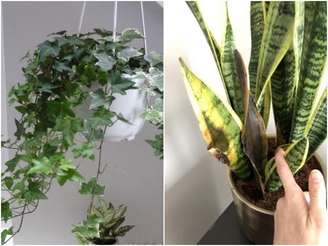 5 loại cây không sợ mùi, đặc biệt thích hợp cho nhà vệ sinh, sống tốt khi thiếu ánh sáng