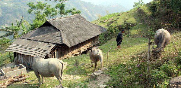 Con trâu có vai trò quan trọng trong đời sống người La Chí.