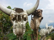 Tin tức - Kỳ bí nghĩa địa sọ trâu ở Hà Giang, ai đặt chân đến cũng ám ảnh khôn nguôi